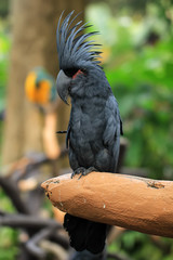 black parrots perch on tree branches