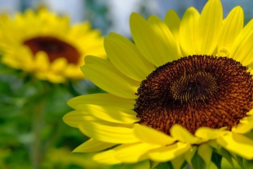 Sunflower close-up with a round brown core and bright yellow petals on which the sun rays fall and beautifully illuminate the flower. In the background, another flower is seen out of focus. 