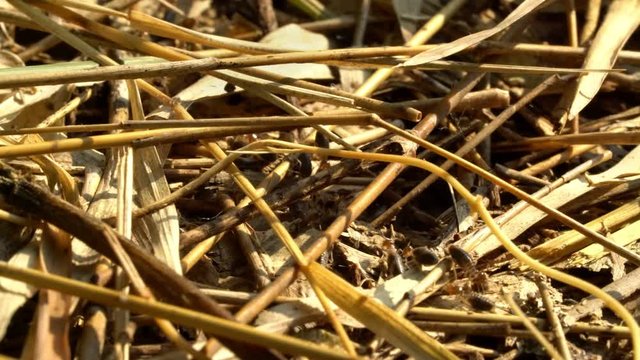 closeup termite walking on dry bamboo leaves in the jungle with morning orange sunlight 
