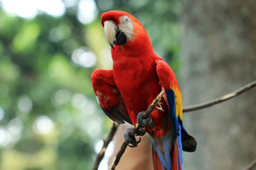 red macaws live wild in animal conservation