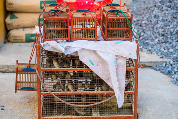 Sale bird cages used to release captured birds at a Buddhist temple in Thailand, a way for...