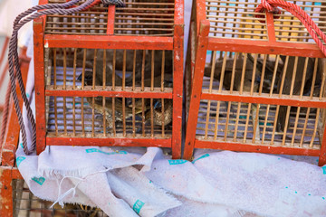 Sale bird cages used to release captured birds at a Buddhist temple in Thailand, a way for...
