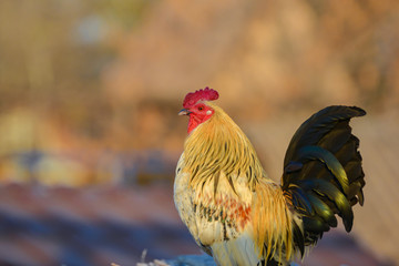 A rooster stands on a hill and looks around.