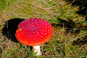 Beautiful red fairytale fly agaric mushroom with grass background.