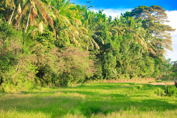 Beautiful view of Batur Lake and Batur Mountain at Kintamani, Bangli, Bali with Forest and Blue Sky