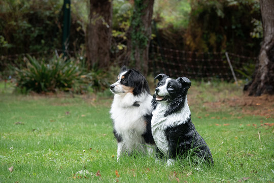 Dog And Her Statue Clone