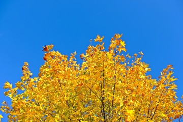 Yellow Mable leave in Fall or Autumn with clear blue sky background.