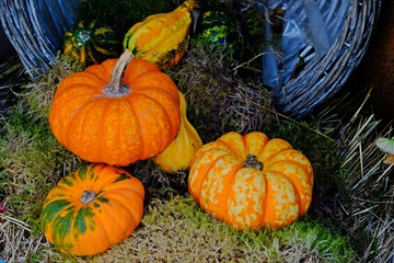 Orange pumpkins at different sizes on green moss decorated for Halloween.