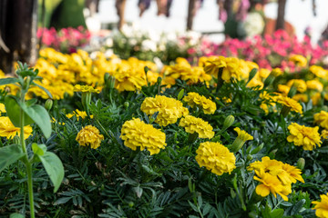 Dubai Miracle Garden, Dubai Land, United Arab Emirates