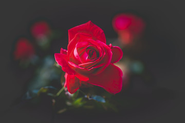Red rose with mat background