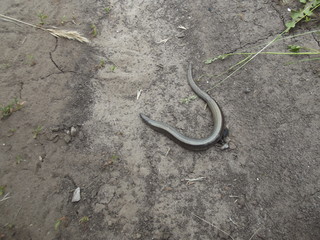  little snake on the road in the forest