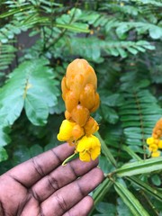 hand picking cucumber
