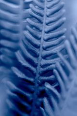 Macro shot with shallow depth of filed of fern leaf in blue color. Closeup plant photo in azur shade.