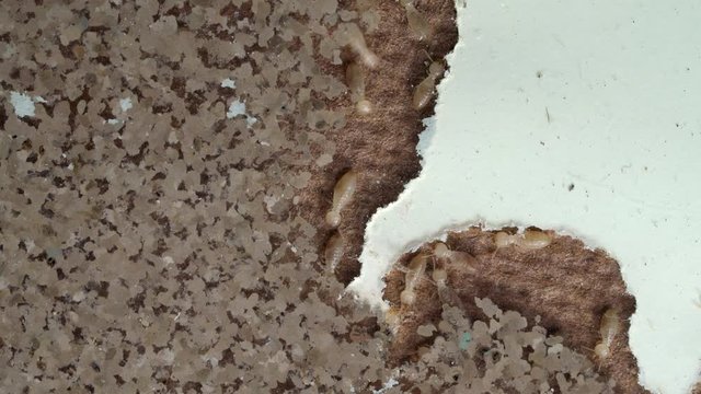 closeup termite walking on floor