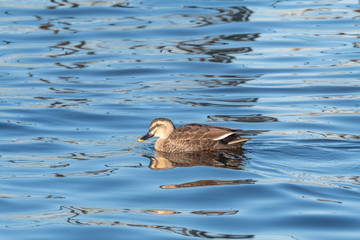 青い模様の水面に浮かぶカモ