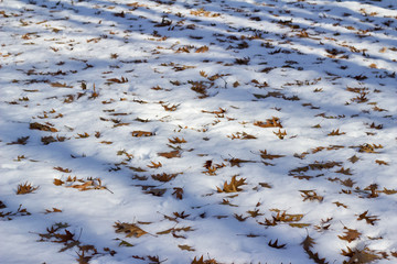 Close up view of dry fallen oak leaves nestled on top of a fresh white snow background in winter