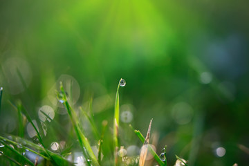 A drop of water on the grass close up.Natural blurred green background. For texture, background. Nature.