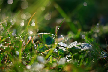 A drop of water on the grass close up.Natural blurred green background. For texture, background....