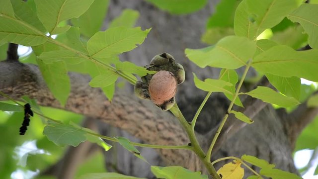 Ripe walnuts in broken peel on branch. Ripe walnut growing on a tree