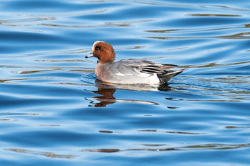 青い水面を泳ぐカモ