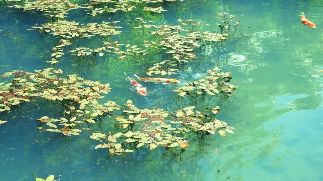 Emerald green water and Nishikigoi swimming pond like Monet's painting