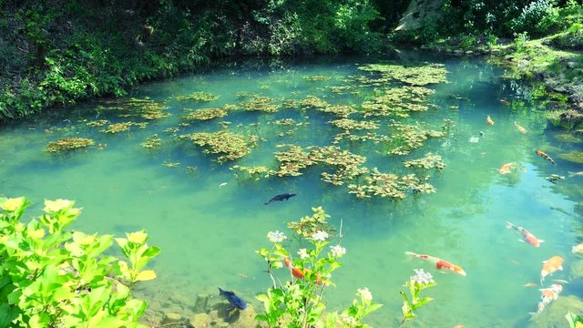 Emerald green water and Nishikigoi swimming pond like Monet's painting