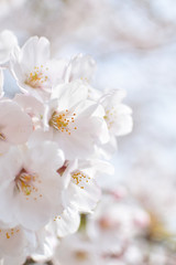 Fototapeta na wymiar Cherry blossom, spring has come