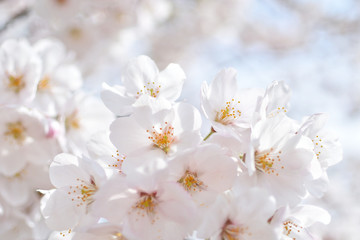Naklejka na ściany i meble Cherry blossom, spring has come