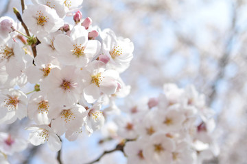 Cherry blossom, spring has come
