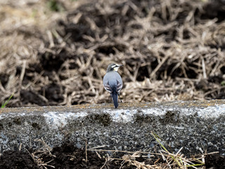 Japanese white wagtail in old rice field