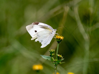 garden white butterfly on yellow flower 1