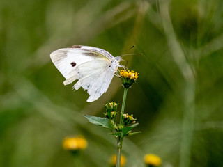 garden white butterfly on yellow flower 2