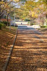 並木道の紅葉と落葉