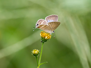 long tailed pea blue butterfly on yellow flower 1