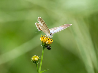 long tailed pea blue butterfly on yellow flower 2