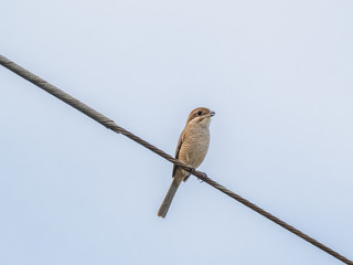 bull-headed shrike on a aerial tv antenna 2