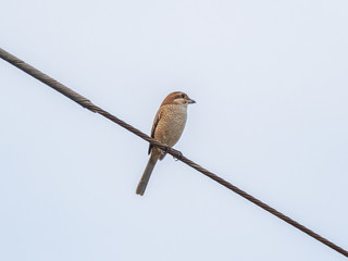 bull-headed shrike on a aerial tv antenna 4