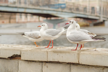 Seagulls on the city promenade in the autumn morning. 4.