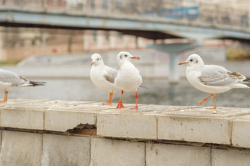 Seagulls on the city promenade in the autumn morning. 6.