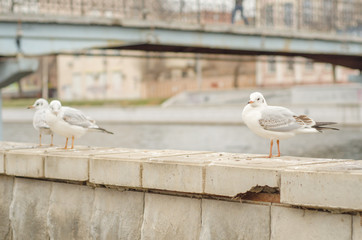 Seagulls on the city promenade in the autumn morning. 10.