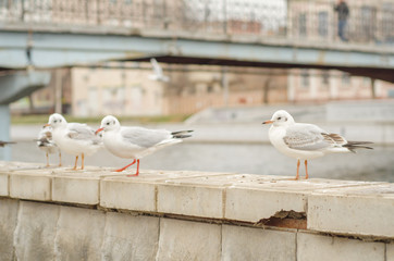 Seagulls on the city promenade in the autumn morning. 8.
