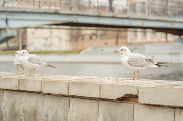 Seagulls on the city promenade in the autumn morning. 11.