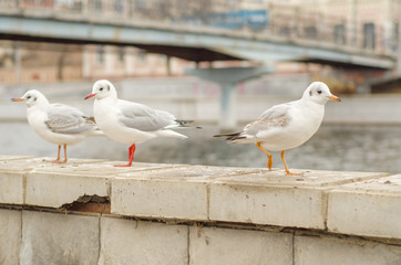 Seagulls on the city promenade in the autumn morning. 12.