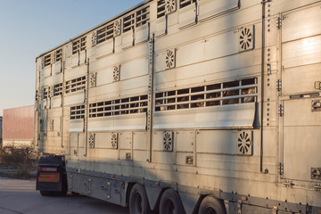 Kühe schauen aus der Öffnung vom Tiertransporter