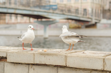 Seagulls on the city promenade in the autumn morning.