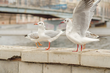 Seagulls on the city promenade in the autumn morning.5.