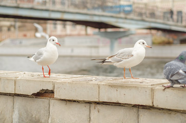 Seagulls on the city promenade in the autumn morning.7.