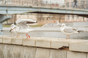 Seagulls on the city promenade in the autumn morning.9.