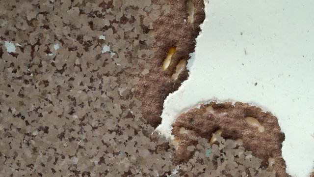 closeup termite walking on floor