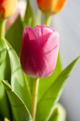 beautiful Tulip transparent in sunlight blurred focus